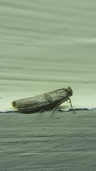 Phycitinae