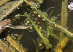 Cacosternum australis