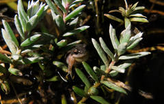 Cacosternum australis