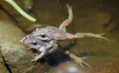 Cacosternum australis