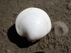 Dosinia