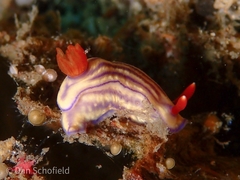 Hypselodoris whitei