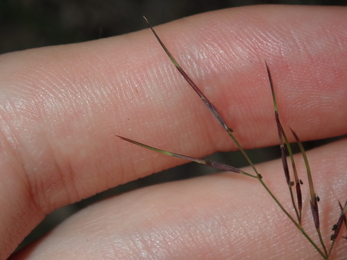 Image of Aristida vagans by (c) Thomas Mesaglio, some rights reserved (CC BY)