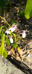 Rhinacanthus