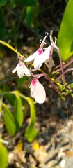 Rhinacanthus