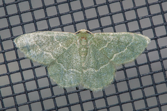 Chlorochlamys phyllinaria