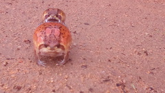 Breviceps mossambicus