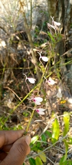 Rhinacanthus