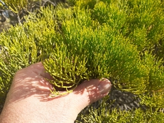 Veronica cupressoides