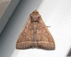 Simplicia cornicalis