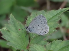 Celastrina lavendularis himilcon