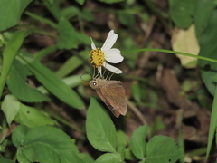 Caltoris cahira austeni