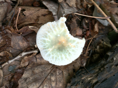 Virescentinae