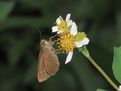 Caltoris cahira austeni