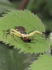 Phrynarachne ceylonica