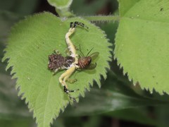 Phrynarachne ceylonica