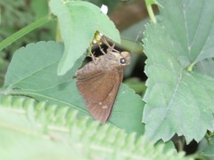 Caltoris cahira austeni