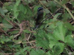 Psolodesmus mandarinus