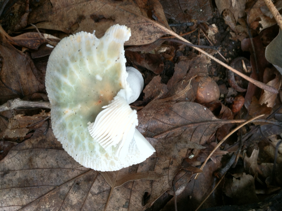 Russula virescens image
