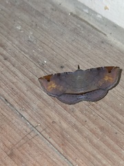 Mecodina subcostalis