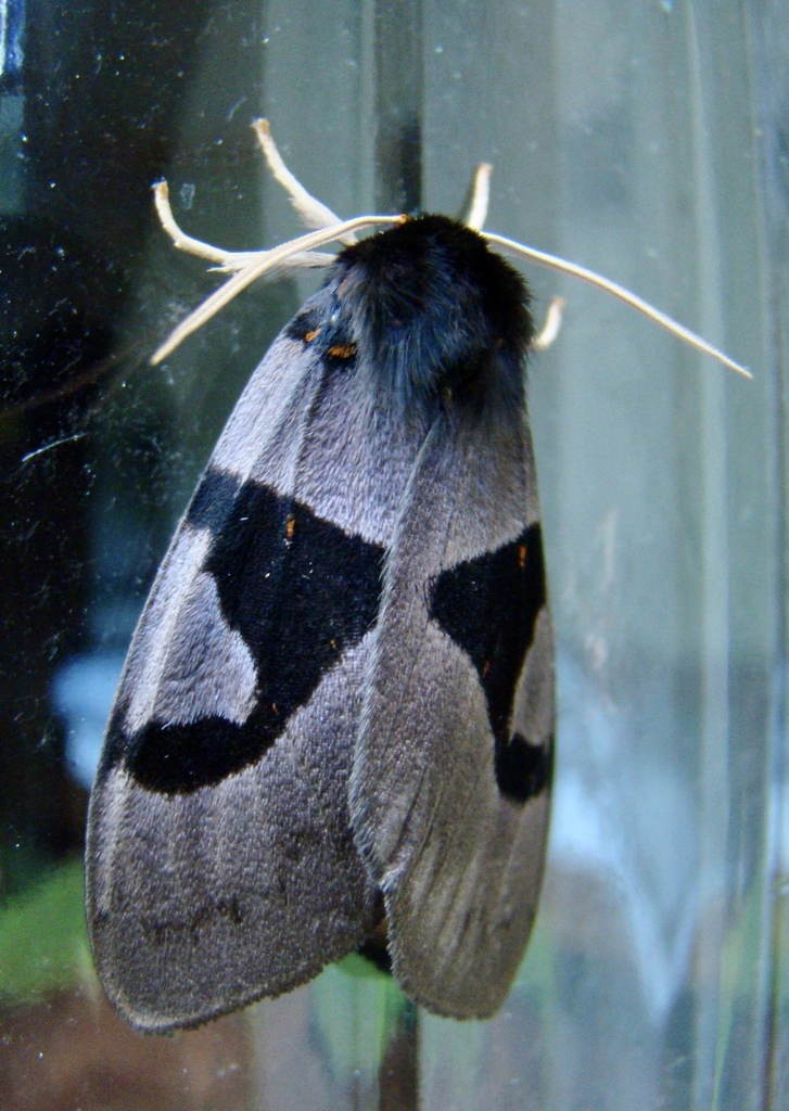 Xanthophaeina levis