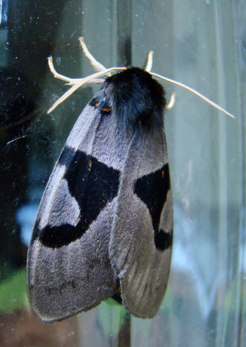 Xanthophaeina levis