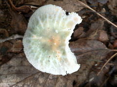 Virescentinae