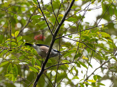 Pteruthius aeralatus