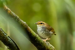 Urosphena whiteheadi