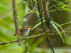 Urosphena whiteheadi