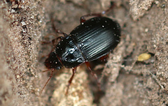 Amara equestris