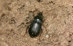 Amara equestris