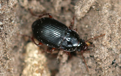 Amara equestris