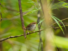Urosphena whiteheadi