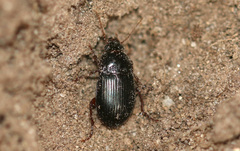 Amara equestris