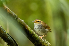 Urosphena whiteheadi