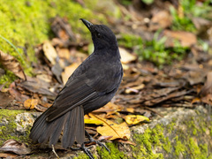 Myophonus borneensis