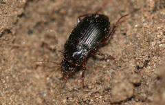 Amara equestris