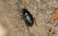Amara equestris