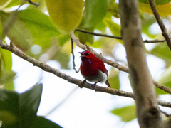 Aethopyga temminckii