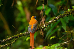 Harpactes whiteheadi