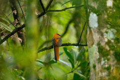 Harpactes whiteheadi