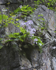 Hosta longipes longipes