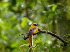 Harpactes whiteheadi