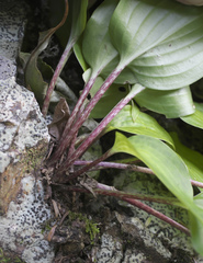 Hosta longipes longipes