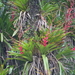 Vriesea philippocoburgi - Photo (c) Ben P, algunos derechos reservados (CC BY), uploaded by Ben P