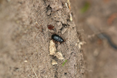 Amara equestris