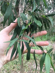 Melaleuca salicina