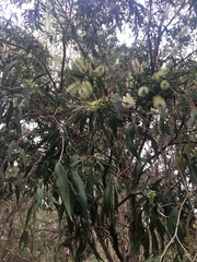 Melaleuca salicina