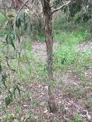 Melaleuca salicina